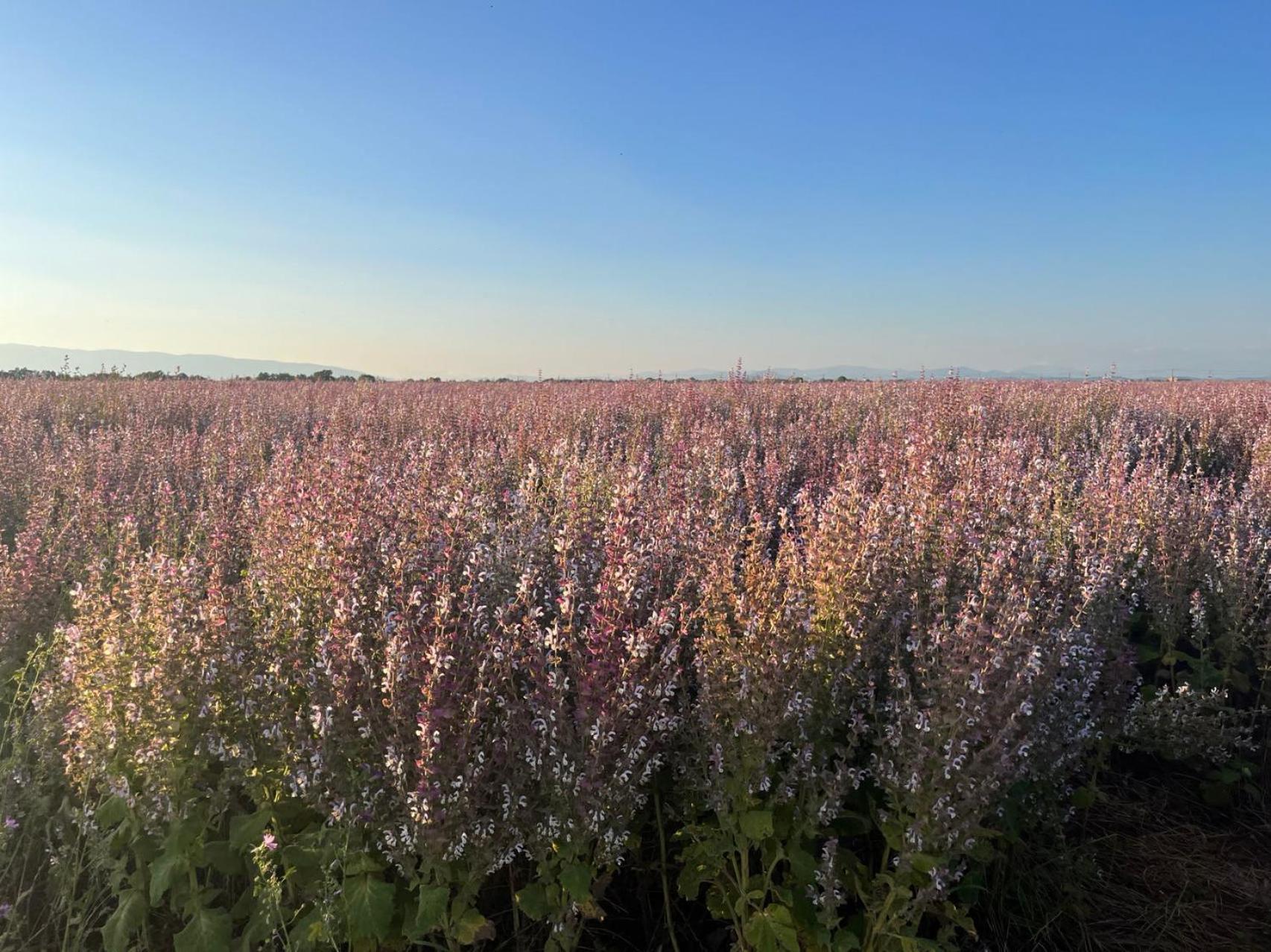 Provence Sweet